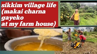 Sikkim village life # makai ropnu gako at my  farm house #sikkimfood #farming #travellingvlog