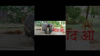 pandharpuri buffalo lovers