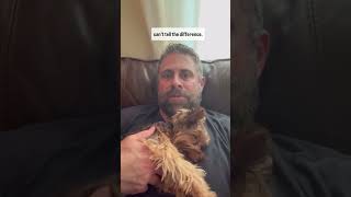 Know This Before Getting A Yorkie