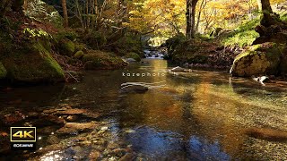 4K video + natural sound ASMR  / Autumn leaves and murmuring streams