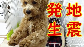 初めての地震で直立不動になっちゃった犬がこちら【福島・宮城南部で震度6強】