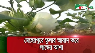 মেহেরপুরে তুলার অনেক বেশি গুটি ধরেছে, আবাদ করে লাভের আশা