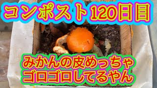 コンポスト120日目　みかんの皮めっちゃゴロゴロしてるやん