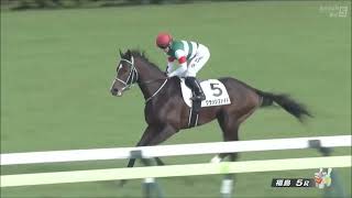 2歳新馬　芝2000m (右 A)　クラッシファイド　牡2　56　Ｈドイル　2023.11.11　　出走馬：タッケンウルル、グランレーヴシチー、クラウンアラビアン、レディアマゾネス、ビターメサイア他