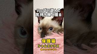 子猫のカメラ目線💕遊び姿も寝姿も全部可愛い🥰（真冬に保護した子猫） | ねこせん