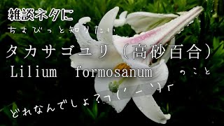 【自然vlog104】植物紹介/タカサゴユリ(高砂百合)/Lilium formosanum/テッポウユリ/シンテッポウユリ