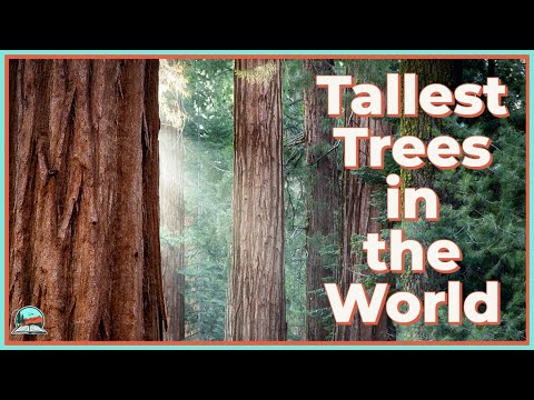 What is so special about redwood trees?