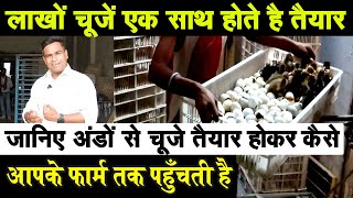 यहाँ PURE BREED बतख , मुर्गी के चूजे तैयार होते है BREEDING FARM IN HAZIPUR | CHICKS HATCHERY BIHAR