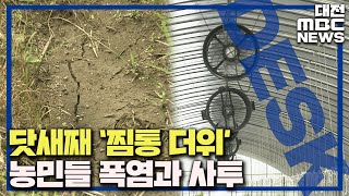 연일 찜통더위..농촌도 '더위와 전쟁'/대전MBC