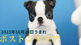 【ご家族様募集中です】ボストンテリアの男の子