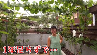 気を付けてください！庭に葡萄を植えると大変なことになります。