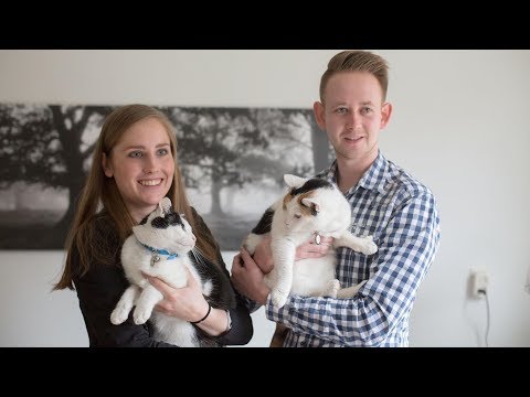 How To Help Cats Get Along Together How To Help Cats Get Along Together