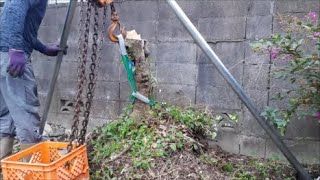 チェーンブロックで塀際の木を抜根