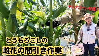 トウモロコシの雌花の間引き作業【大切】2023年7月16日