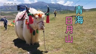 从西宁自驾青海湖，路过日月山，蓝天白云和花海，美丽的青藏高原