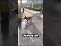 este perro es increible