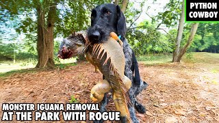 Monster Iguana Removal At Local Park With Rogue My Iguana Dog