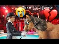 Die traurige Geschichte eines Zirkus Pferdes namens Sweety💔Schleich Kurzfilm