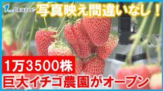 【巨大なイチゴ農園がオープン】“1万3500株”のイチゴを栽培し、団体客の集客目指す　島根県安来市