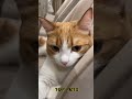 😺 take your slob 🐕 funny video with dogs cats and kittens 😸