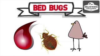 Bed Bugs Basics 101