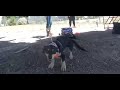 Puppy at Pacific Coast Air Museum. [VR180 3D]