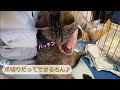 動物愛護センターの取り組み⑥