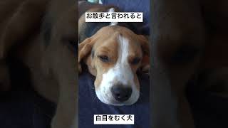 お散歩と言われると白目むく犬　#shorts #dog  #puppy #beagledog #beagle #ビーグル #cute #子犬