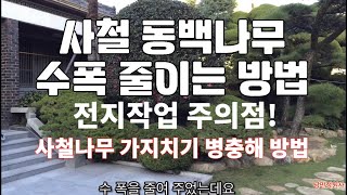 사철나무 동백나무 가치치기 수폭 줄이는 방법 가지치로 새로운 수형만드는 방법 전지작업 주의점 예쁜 정원 만드는 방법