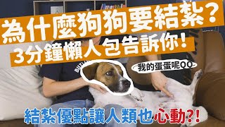 【Nemo狗狗小教室🐶EP1】犬隻結紮3分鐘懶人包✂️為何狗狗必須結紮？幾歲該結紮？結紮優缺點一次看明白！