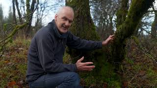 Muirdrochwood Forest - What is 'Ancient Woodland'