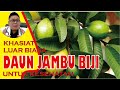 KHASIAT DAUN JAMBU BIJI UNTUK KESEHATAN