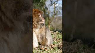 cute baby monkey drinking milk | baby monkey | monkey videos #funny #monkey funnest | animallovers