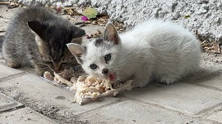 流浪小猫在野外觅食，懂得听声辨人，生存不容易