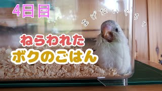 インコと犬のいる暮らし　雛のご飯を欲しがる犬　セキセイインコのしらす　Dogs aim for food