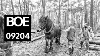BOE Soundscape 9204 Draft horse logging / Boomslepen met Belgisch trekpaarden in Westmalle