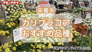 【園芸】2022-2023 カリブラコア タキイおススメ品種