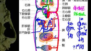 10602高一基礎生物3 1 10人體血液循環一禮