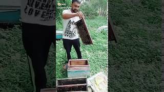 madhumakhi Palan Honey Bee farm Bhayi India