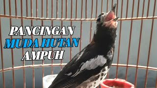 ANIS KEMBANG GACOR NGEPLONG | PANCINGAN ANIS KEMBANG MUDA HUTAN AMPUH