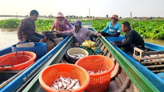 បឹងទន្លេសាប! បាត់ត្រីទៅណាអស់ទៀតហើយថ្ងៃនេះ 🐟😒 || Freshwater Fish Market KH [Ep. 355]