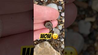 Fossil Hunter’s Lucky 🍀 Find!#ammonites#fossilhunting#beachcombing