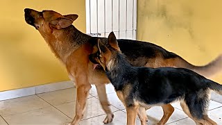 PASTOR ALEMÃO UIVANDO IGUAL LOBOS PELA PRIMEIRA VEZ