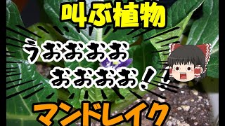 【ゆっくり植物解説】死を呼ぶ叫び声　マンドレイク