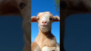 POV: WHAT IS YOUR SCENARIO Funny Goat Videos 2022 Hahaha #shorts 🤣