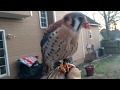 Falconry: Free Flying American Kestrel