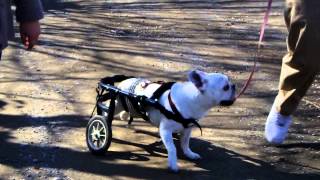 犬の車椅子　フレンチブル　ブー太郎ちゃん1　adoworks.com