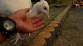 変なおじさんとこの鶏さん番外編　ゆらり旅愛南　十四の巻　馬瀬山公園内こども動物園編