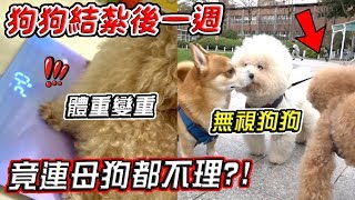 狗狗結紮後一週 出門行為竟變超詭異？！居然不理別的狗狗..『主人震驚』【希露弟弟啃雞腿】比熊 貴賓 Bichon Frise Poodle