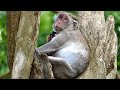 Look at mother Jane monkey hug baby Jonna very satisfies on tree